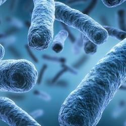 bacteria